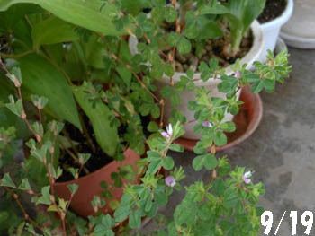 12_0920_m_yahazuso2.jpg