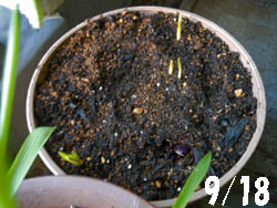 12_0920_muscari.jpg