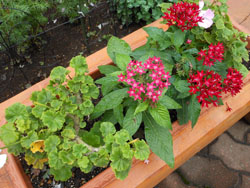 12_0924_pentas1.jpg