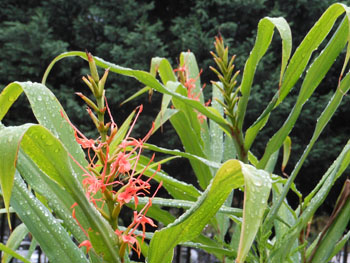 12_0927_gingerlily.jpg