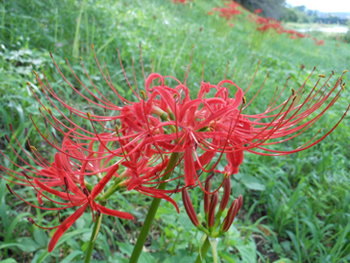 12_0928_higanbana2.jpg