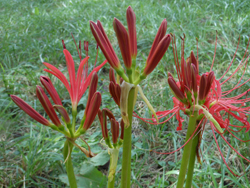 12_0928_higanbana5.jpg