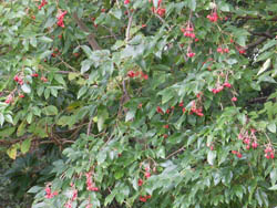 12_0930_gonzui2.jpg
