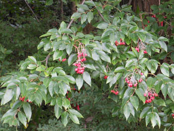 12_0930_gonzui3.jpg