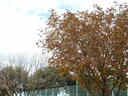 12_1001_b_totinoki1.jpg