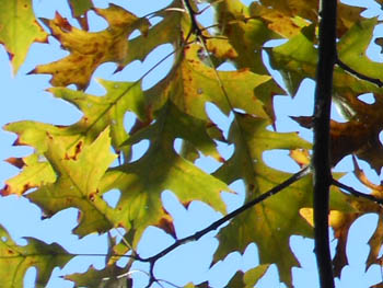12_1115_pinoak2.jpg