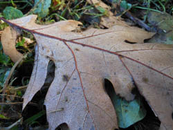 12_1115_redoak3.jpg