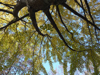 12_1120_icho04.jpg