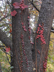 12_1122_natuduta06.jpg