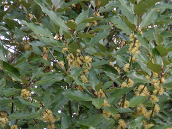 12_1125_sirodamo3.jpg