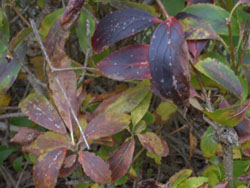 12_1126_rengyo.jpg