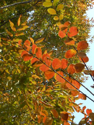 12_1129_keya_sarusube.jpg
