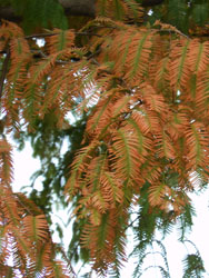 12_1129_metasequoia1.jpg