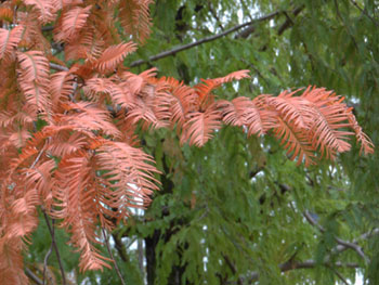 12_1129_metasequoia2.jpg