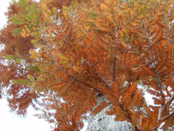 12_1212_metasequoia1.jpg