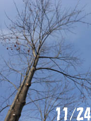 12_1214_yurinoki1.jpg