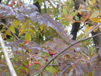 12_1217_gonzui8.jpg