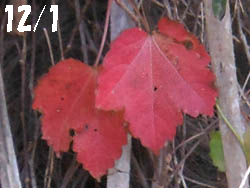 12_1218_natuduta.jpg