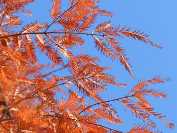 12_1219_metasequoia.jpg