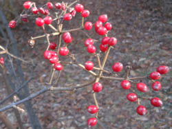12_1225_gamazumi.jpg