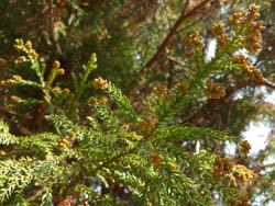 12_1226_sugi1.jpg
