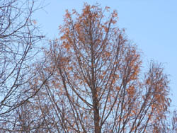 12_1229_metasequoia2.jpg