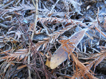 12_1230_koori04.jpg