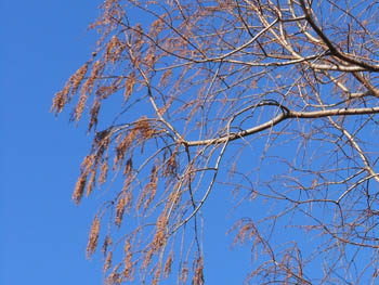 13_0112_metasequoia2.jpg