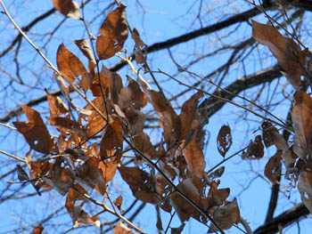 13_0114_yamakobasi3.jpg