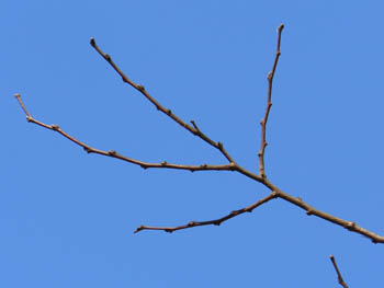 13_0119_enoki2.jpg