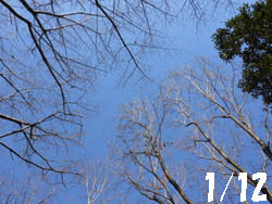 13_0119_zokibayasi1.jpg