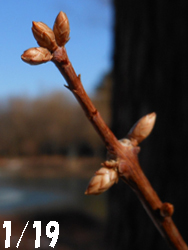 13_0122_metasequoia.jpg