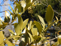 13_0124_nagi1.jpg