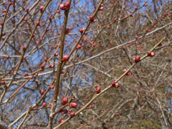 13_0125_ume4.jpg