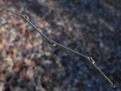 13_0128_egonoki2.jpg
