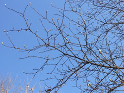 13_0129_h_mokuren1.jpg