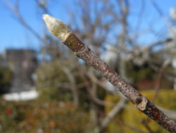 13_0130_mokuren2.jpg