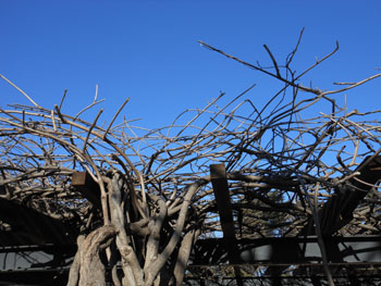 13_0131_fuji1.jpg