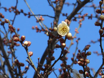 13_0131_hakubai.jpg