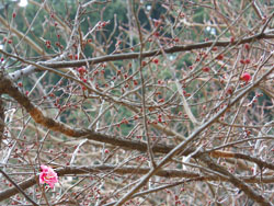 13_0206_koubai1.jpg