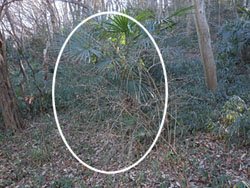 13_0208_uguisu_k3.jpg