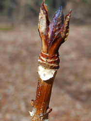 13_0209_s_ajisai2.jpg