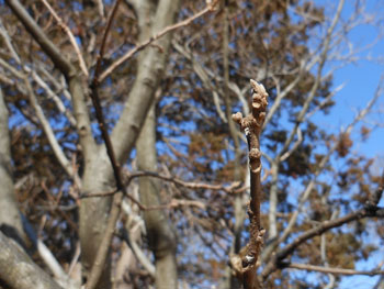 13_0211_akame_g1.jpg