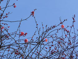 13_0212_koubai07.jpg