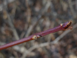 13_0221_rengyo2.jpg