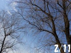 13_0221_s_yanagi1.jpg