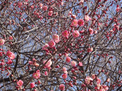 13_0222_ume2.jpg