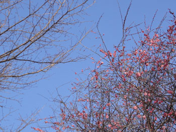 13_0222_ume6.jpg