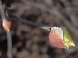 13_0223_tosa_m3.jpg