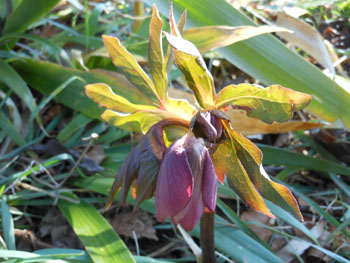 13_0224_helleborus3.jpg